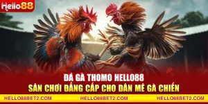 Đá gà Thomo Hello88 - Sân chơi đẳng cấp cho dân mê gà chiến
