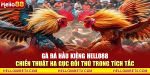 Gà đá hầu kiềng Hello88 - Chiến thuật hạ gục đối thủ trong tích tắc