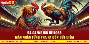 Đá gà WS168 Hello88 - Mãn nhãn từng pha ra đòn dứt điểm