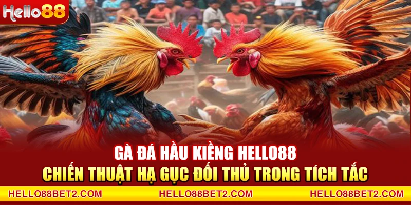 Gà đá hầu kiềng Hello88 - Chiến thuật hạ gục đối thủ trong tích tắc